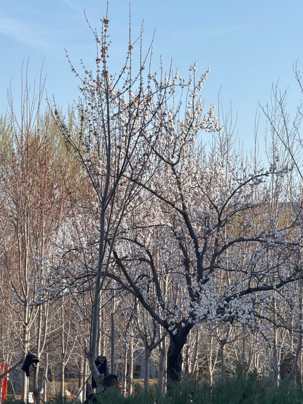 Spring blossoms peak in Zhongtun amid clear skies