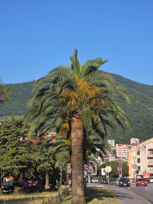 Morning scenes captured across Budva cafes and streets