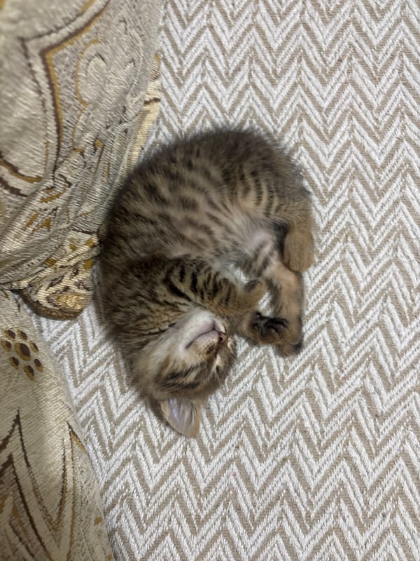 Tabby kitten sleeps peacefully on blanket in Radilovo home