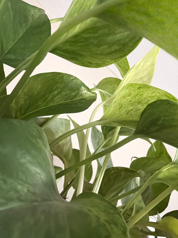 Quick tour of houseplants, pets, and small objects at home