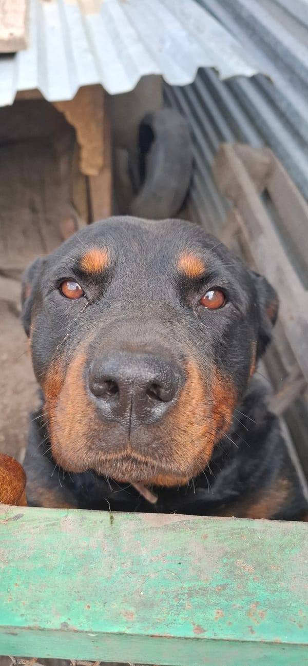 Pets, plants, and stormy skies in a Kostanay backyard
