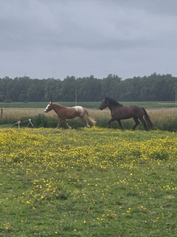 Two horses spotted in field in Estaimpuis, Belgium