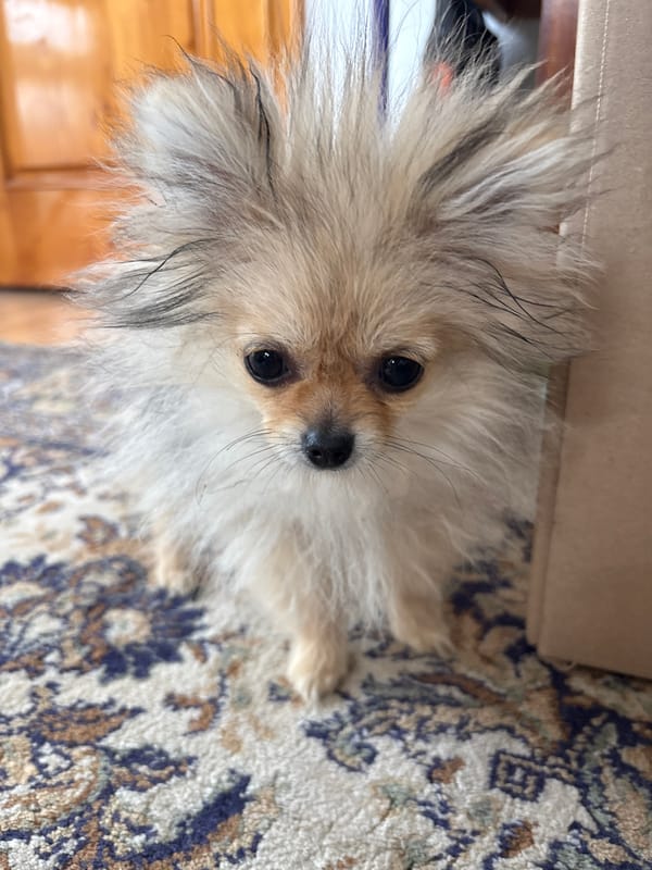 Small dog rests on patterned rug in Asenovgrad home