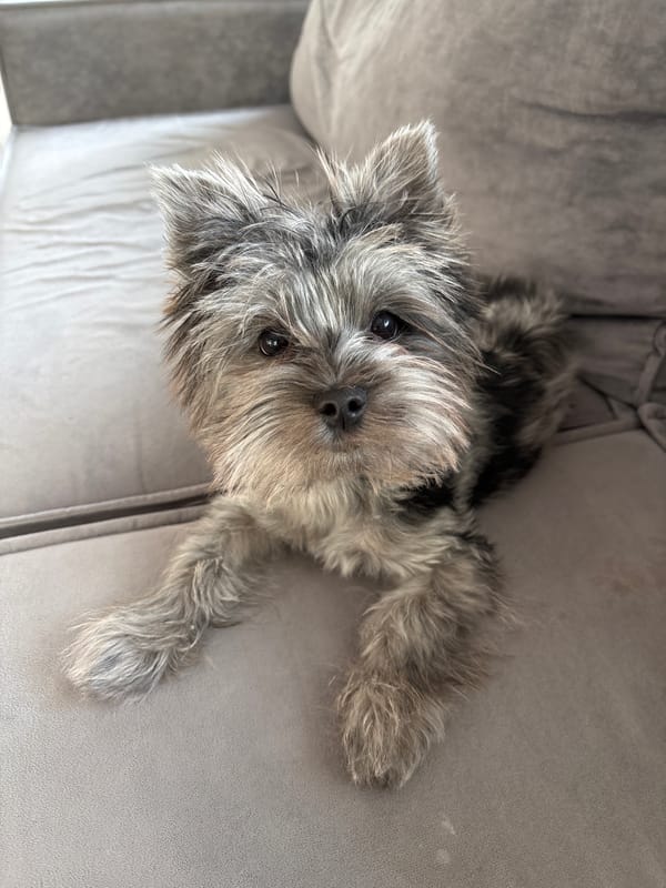 Family relaxes at home with small dog in Chaikovsky