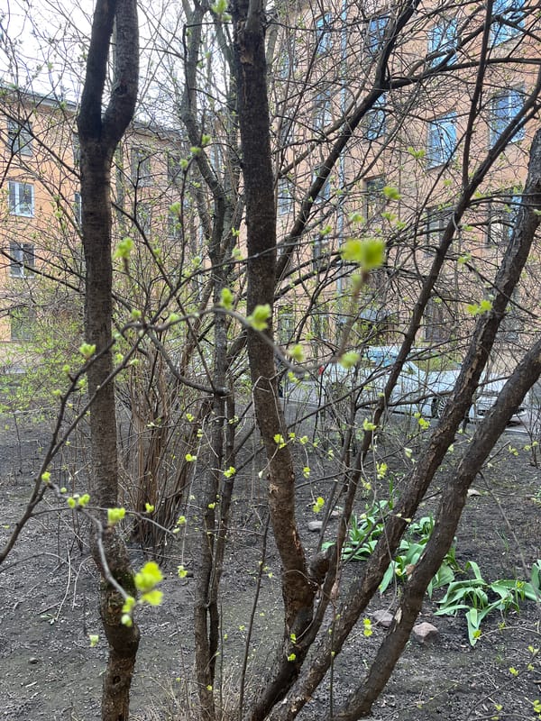 Spring buds emerge on urban trees