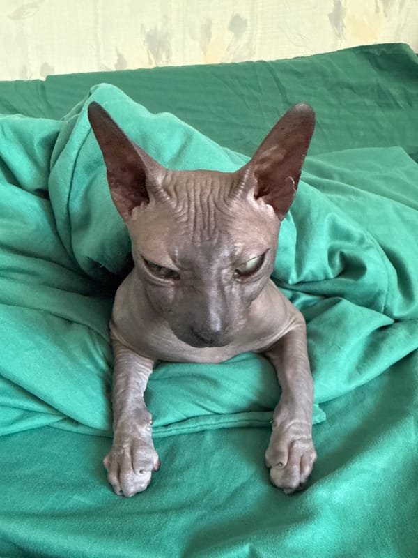 Sphynx cat bundled under a green blanket in Belarus
