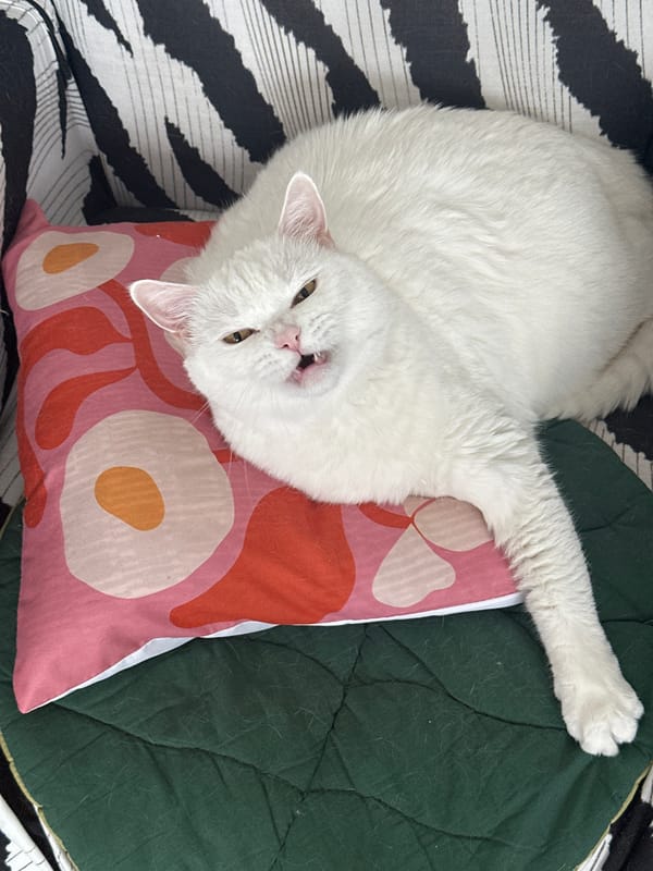 White cat spotted lounging upside-down on cushions in Novi Sad