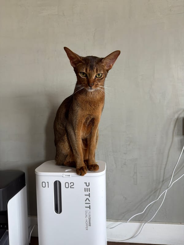 Abyssinian cat perched on pet feeder in Glendale
