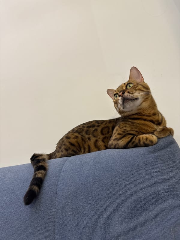 Bengal cat lounging on blue couch in Sochi