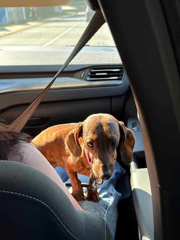 Market day out with a dachshund in tow