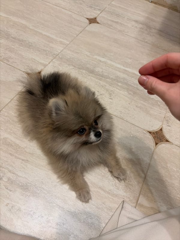 Woman and Pomeranian share tender moments indoors