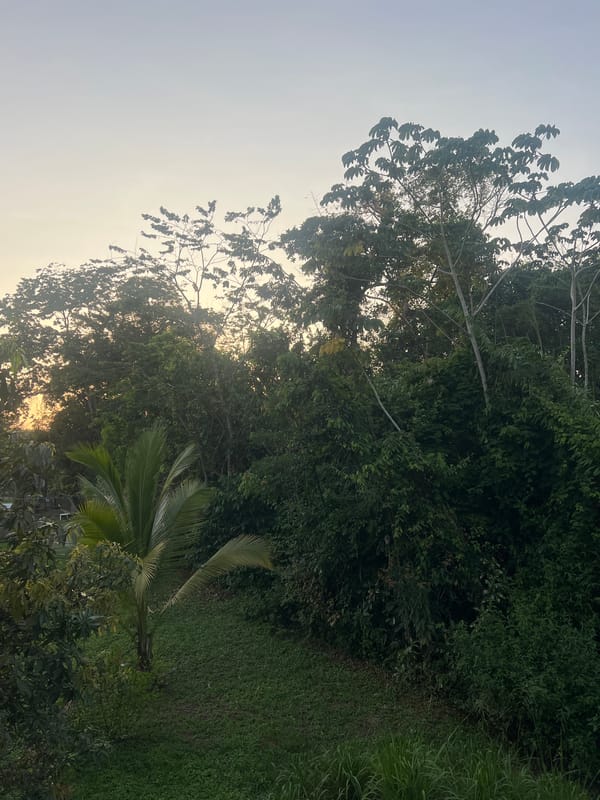 Evening meal and tropical scenery captured in Punta Gorda