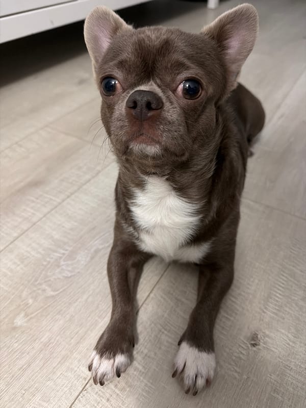 Domestic moments captured: Chihuahua with toys, bathroom selfies in Votkinsk