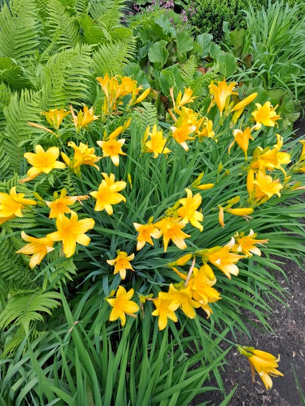 Spring garden blooms documented in Khlevnoye, Russia