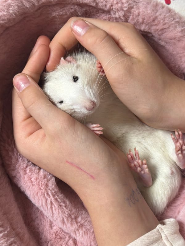 Person gently pets white rodent in Markovo, Russia