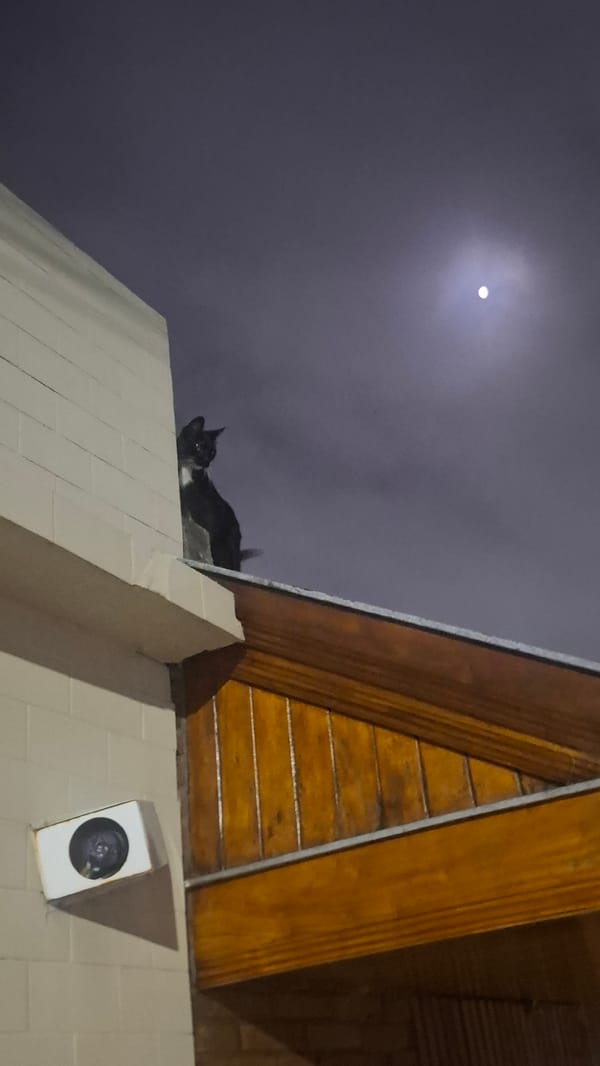 Nighttime cat sighting and snack moment in Wilde, Argentina