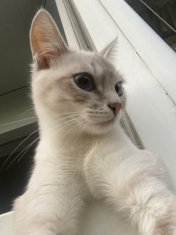 Blue-eyed cat on an Almaty windowsill, watching the city