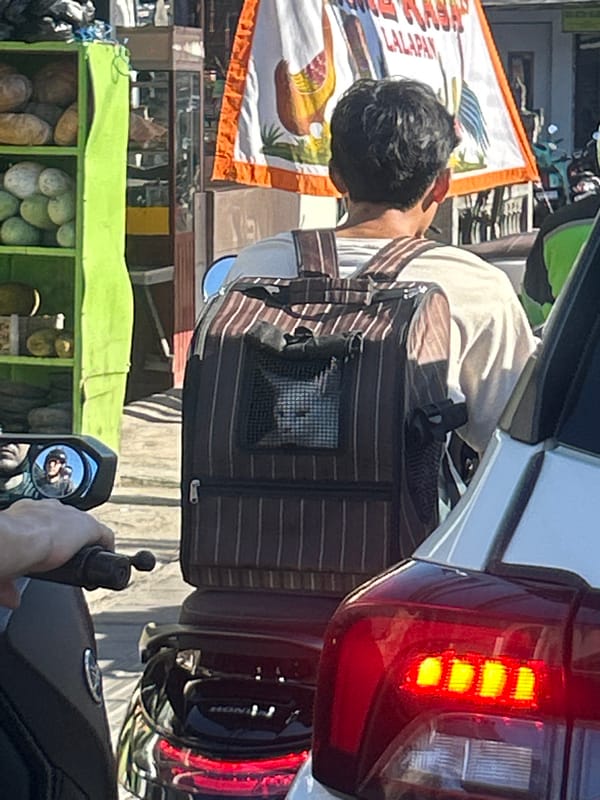 Motorcyclist carries white cat in backpack carrier through Bali traffic
