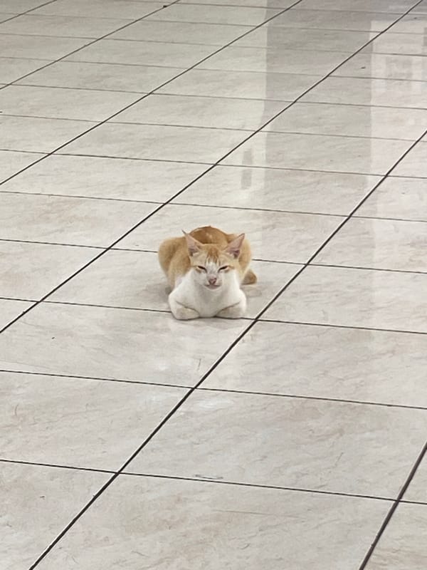 Cats, cigarettes, and a lighter on a slow morning