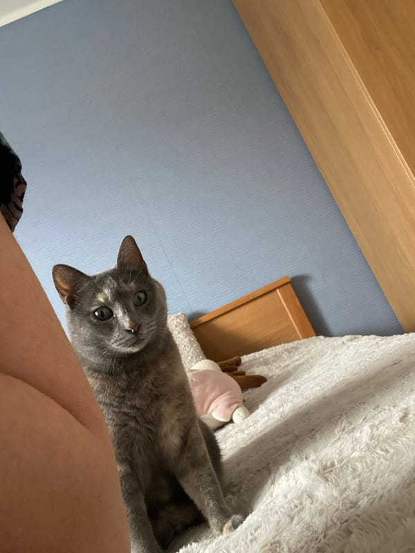 Gray cat spotted in multiple indoor locations in Björklinge