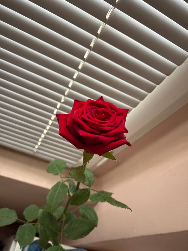 Morning indoor scenes captured in Sofia including hospital room