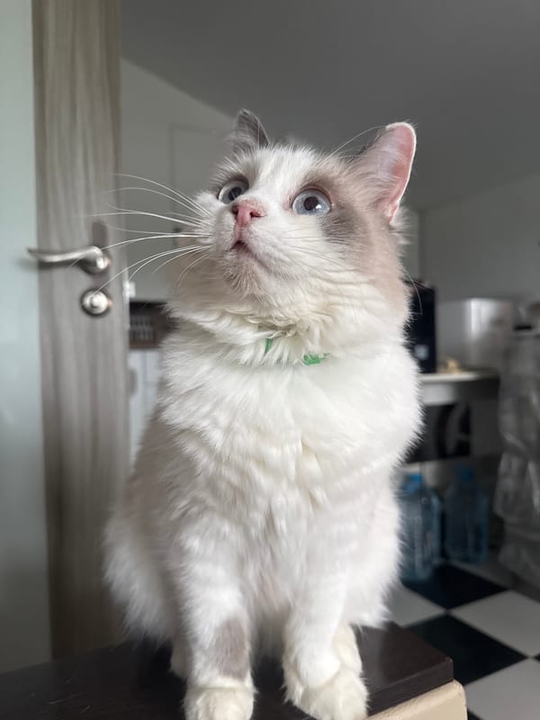 Ragdoll cat plays and poses in Bogolyubovo