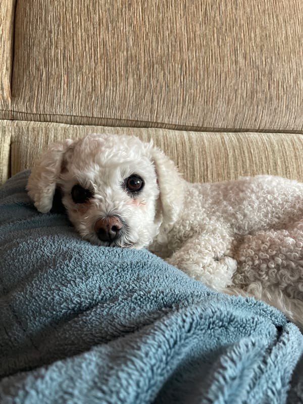 Small white dog rests on blue blanket in Yekaterinburg