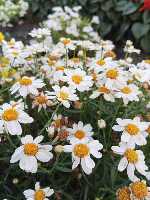 White daisies in mixed bloom, close-up in rural Russia
