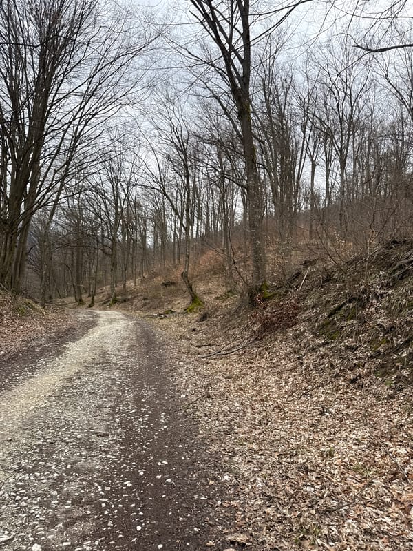 Forest path captured near Berkovitsa, Bulgaria in winter conditions
