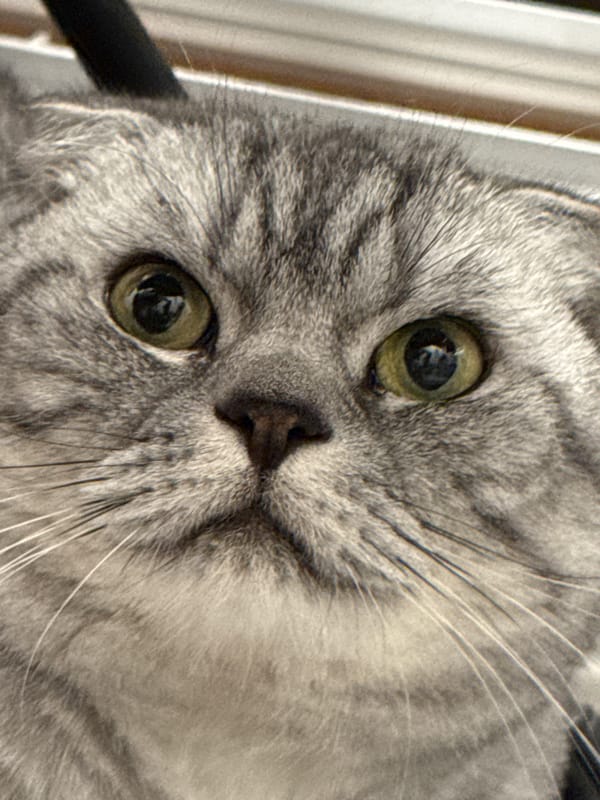 Grey tabby Scottish Fold cat, multiple close-up angles