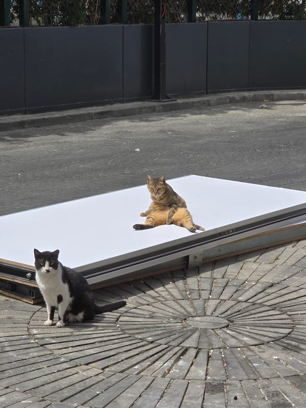 Two cats photographed in Tel-Aviv urban setting