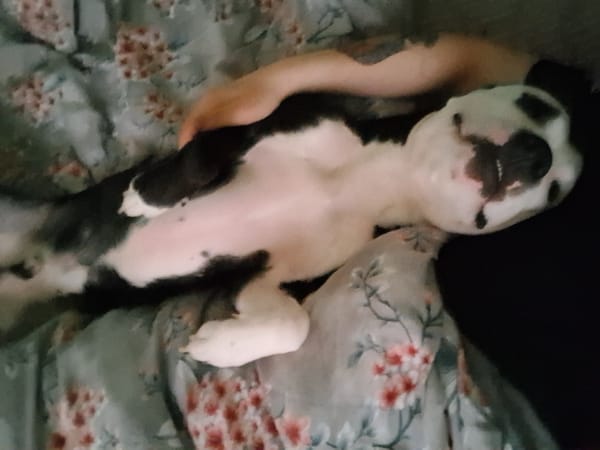 Morning cuddle session between person and dog in Varna