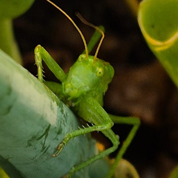 Green grasshopper on leaves, closely examined in Russia