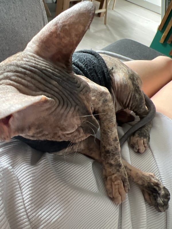 Sweater-wearing Sphynx cat plays with houseplants in Kazan home
