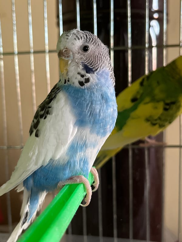 Pet budgerigars photographed in cage, Shumen Bulgaria