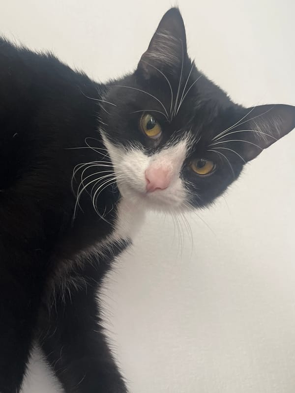 Tuxedo cat photographed in Saint Petersburg, Russia