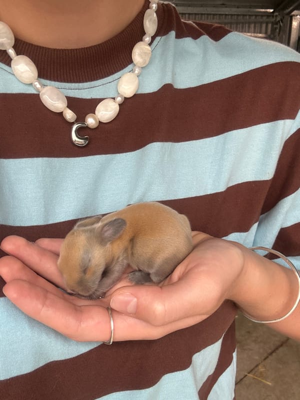 Woman holds baby rabbit in Russell Vale home
