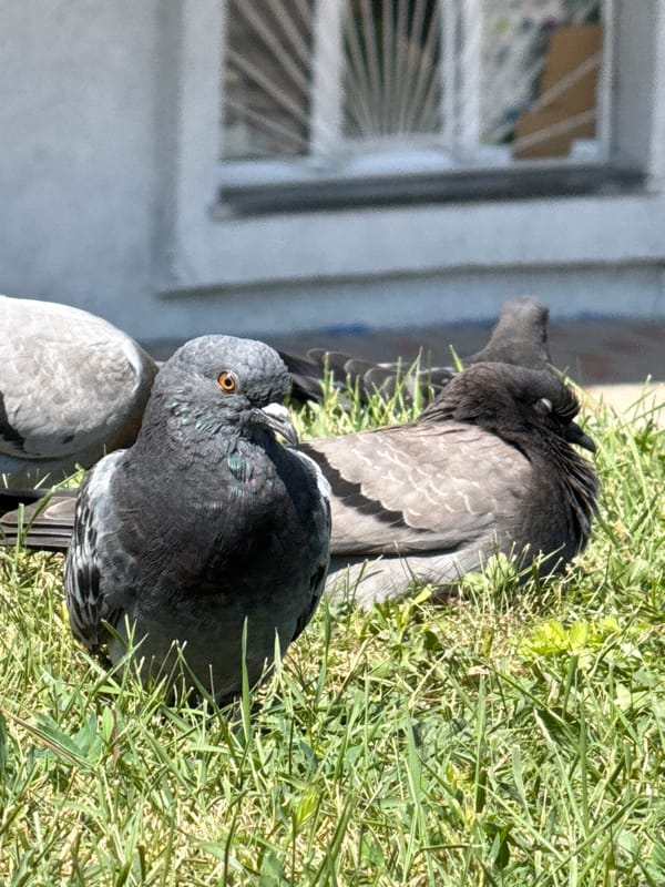 Pigeons, a white cat, and dogs in a shared outdoor space
