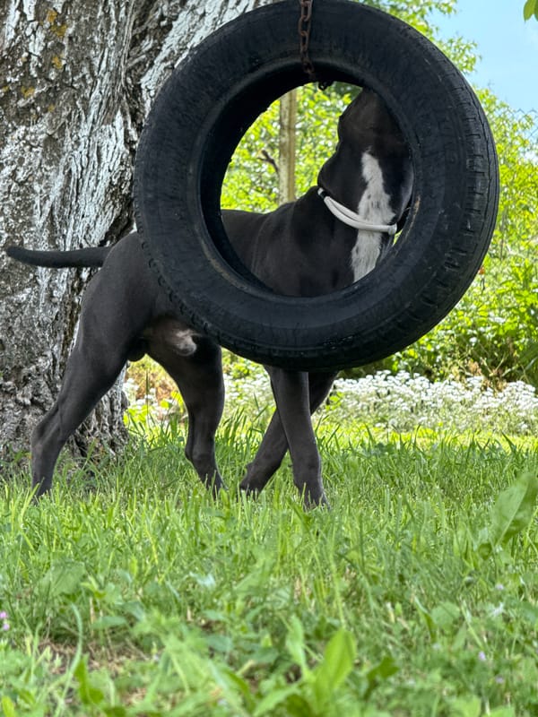Dogs play with tire swing in Bulgarian yard