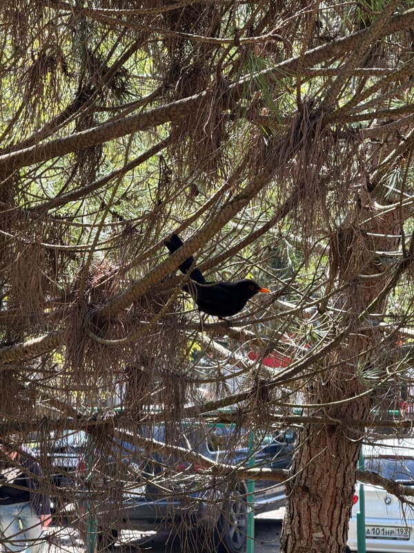 Morning park scenes documented in Sochi, Russia