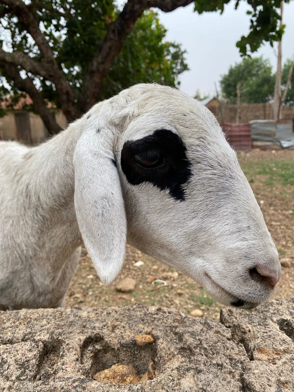 Goat with distinctive markings spotted in Vom, Nigeria