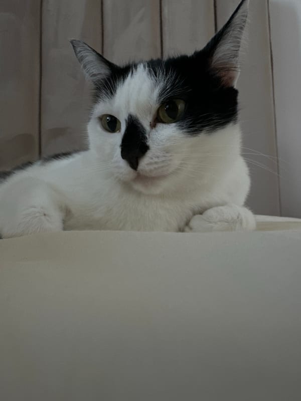 Black and white cat photographed in Kokshetau, Kazakhstan