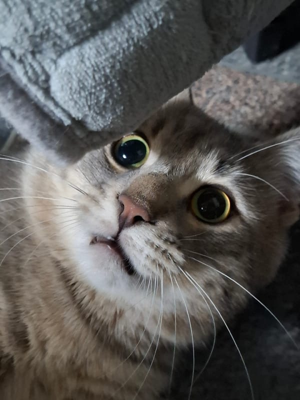 Gray tabby cat photographed in evening session in Novi Sad