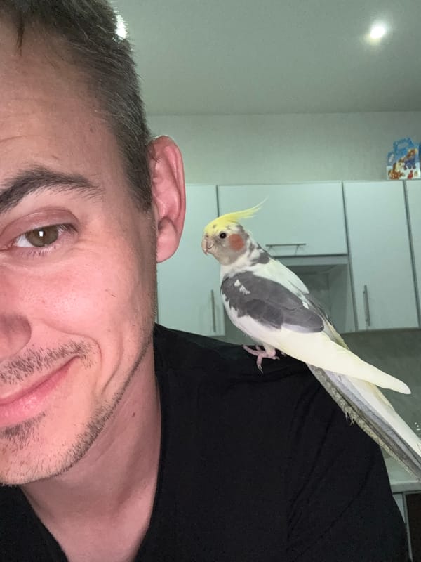 Cockatiels, sunset skylines, and a casual evening in Ulyanovsk