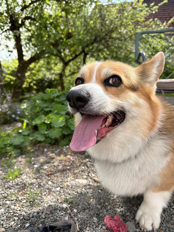 Child plays with pedal car, Corgi dog in German backyard
