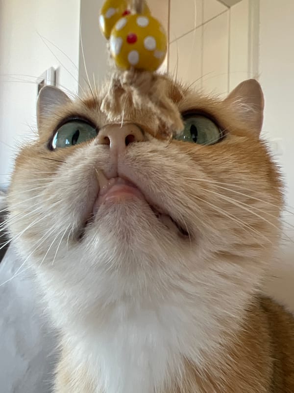 Cat photographed in close-up shot in Montenegro