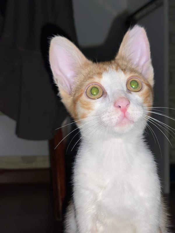 Kittens and a pair of scissors, up close in Aktau