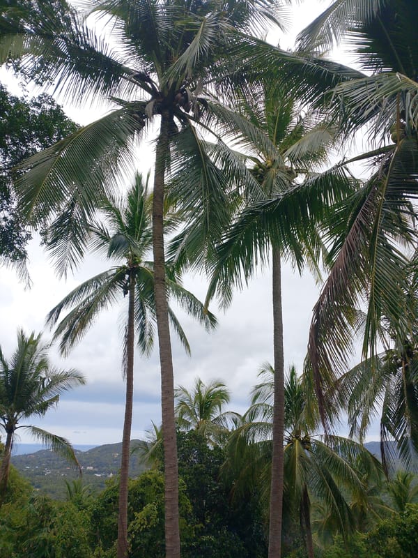 Early morning tropical scenes captured in Ban Tai, Thailand