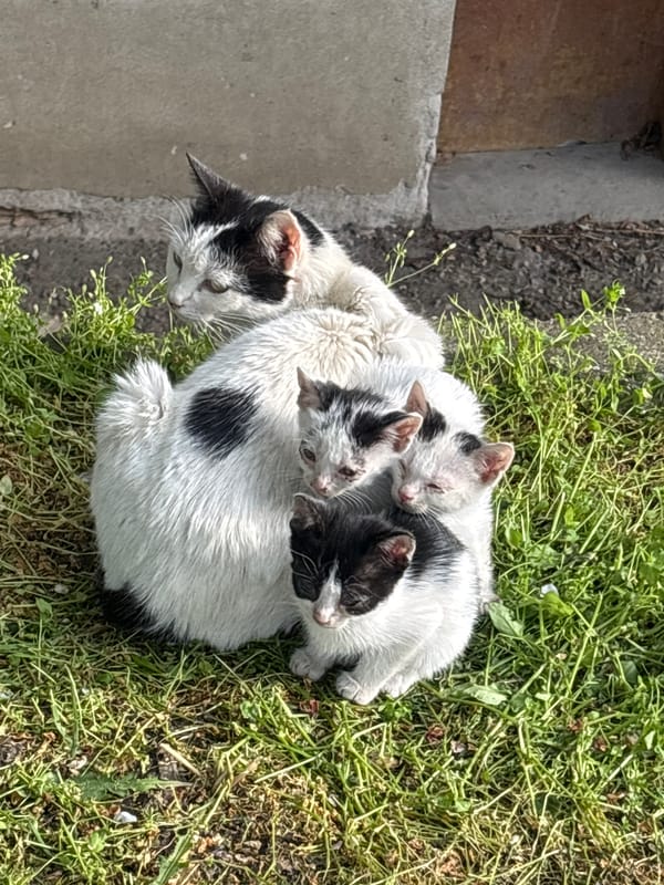 Mother cat, kittens and small dog observed in Aytos
