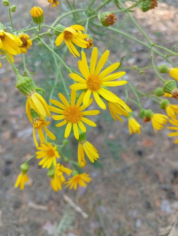 Afternoon wander through a pine forest with wildflower close-ups